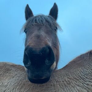 Meet your Posher, Raelyn